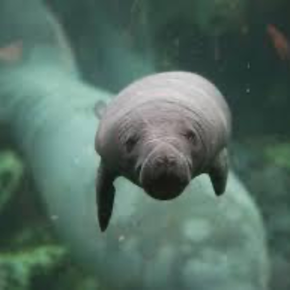 manateeshirts